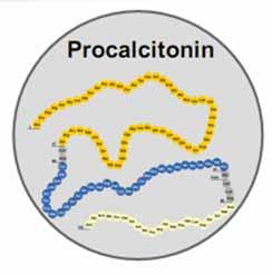 Procalcitonin A peptide precursor of calcitonin Produced by parafollicular cells of the thyroid neuroendocrine cells of the lung