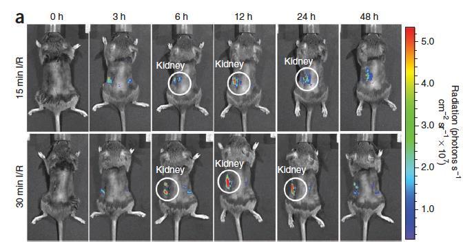 Ngal-Luc2-mC visualized kidney damage in