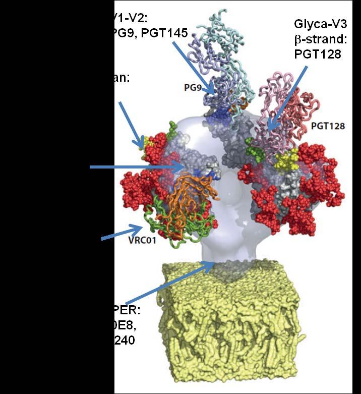 Panel of anti-env Monoclonal Antibodies Antibody Env binding site Neutralization of circulating HIV-1 strains VRC01 CD4bs 90% VRC03 CD4bs