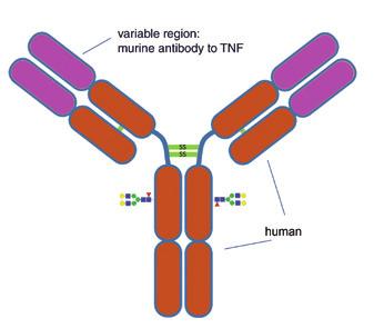 Figure 1: Elucidation of structure associated with Peak 28.83 min (m/z = 14.4) A. Infliximab chimeric antibody 1 14.