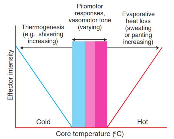 In the range of thermoneutral zone, body temperature is regulated through the vasomotor mechanism ( and blood