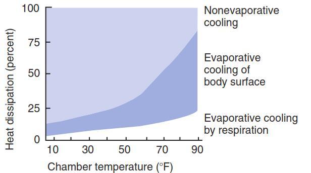 Vasodilatation only is not able to maintain body temperature supported by evaporation (sweating and panting) Evaporation is the only mechanism