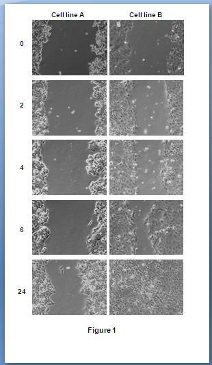 Figure 3: Scratching Cells Assay Diagram Cell lines A and B were subjected to invitro scratch assay at 0, 2, 4, 6 and 24 s.