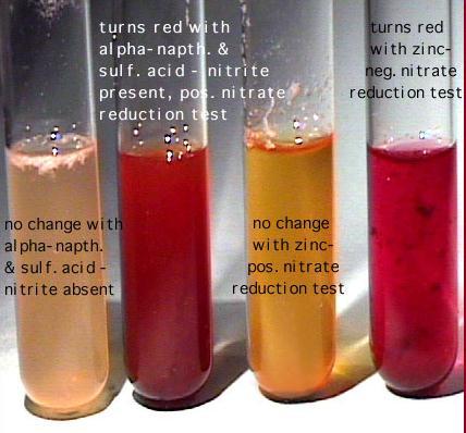 Nitrate Reductase Test: Results Red color after addition of sulfanilic acid & -naphtylamine Red color after addition of zinc dust No red color