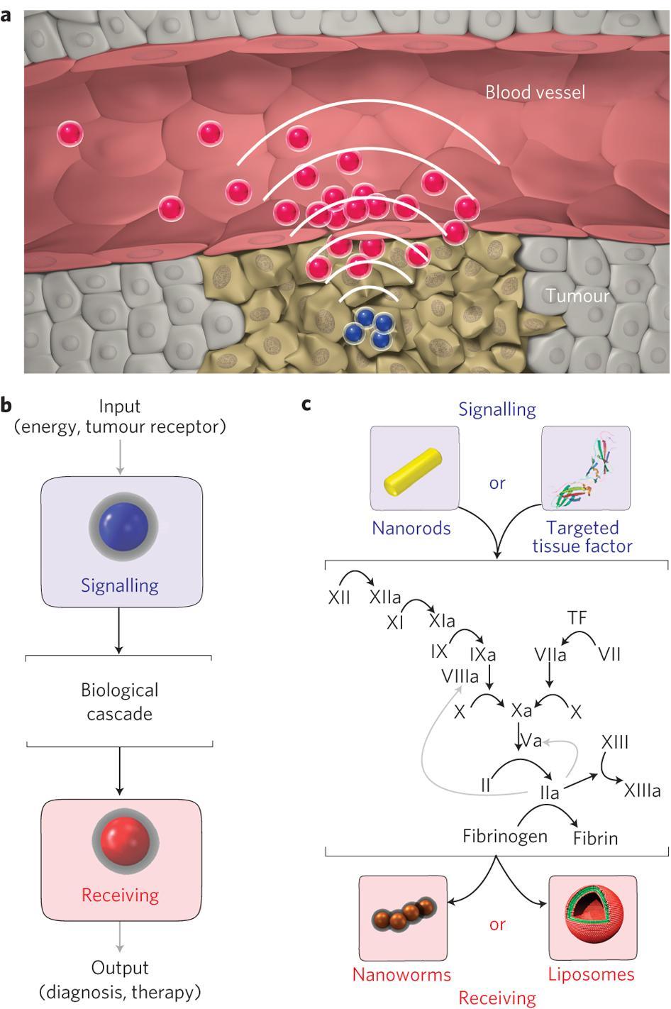Nanoparticles communication for amplified tumor targeting