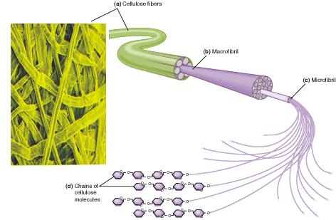 Cellulose Cellulose fibers Cellulose = polysaccharide found