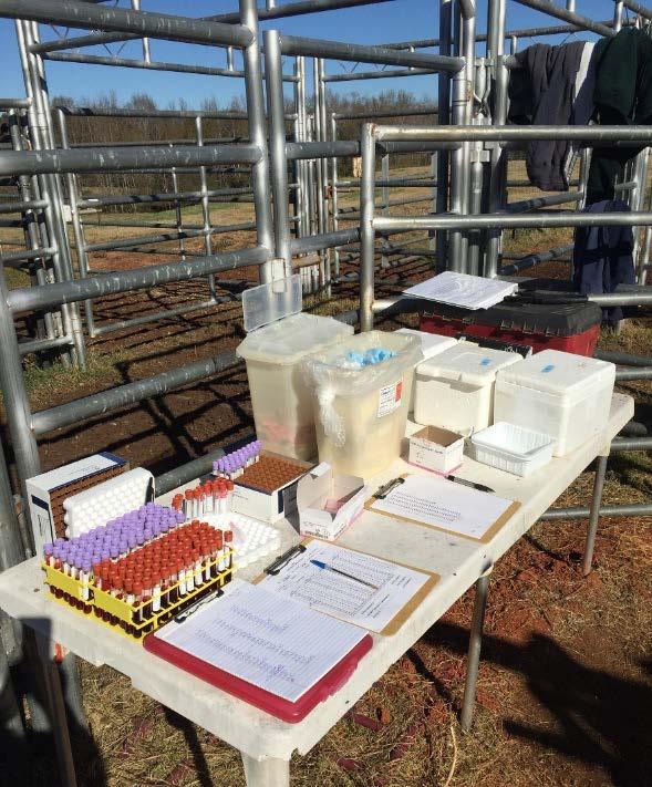 92 cows in Phase I of study (51 cows; 41 heifers): Group A: CattleMaster Gold FP 5; Spirovac L5 (n=28) Group B: ViraShield 6 + L5 HB (n=27) Group C: