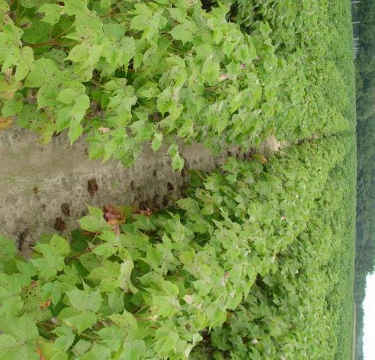 Do fungicides help control disease