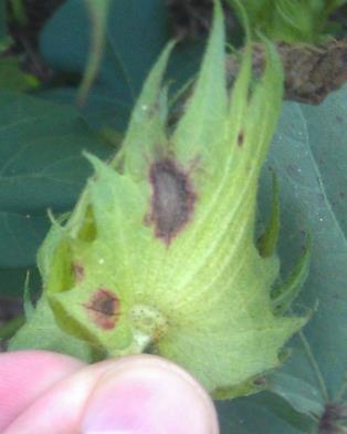 leaf spot Secondary disease