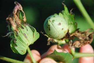 2018 Cotton disease recommendations Corynespora target spot can be a