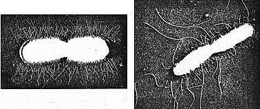 2-Fimbriae The structure is hair like projections but shorter and thinner than flagella, it is found mainly in G-ve bacteria.
