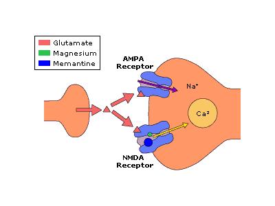 Glutamate Receptors Significance of Ca ++ influx through NMDA R: increase in strength of synaptic potentials lasting hours/months/years Long Term Potentiation (LTP) Mechanism: Ca ++ influx number of