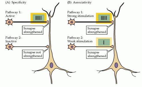 LTP and Learning Learning involves a prolonged change in synaptic efficacy that changes the function of neuronal circuits.
