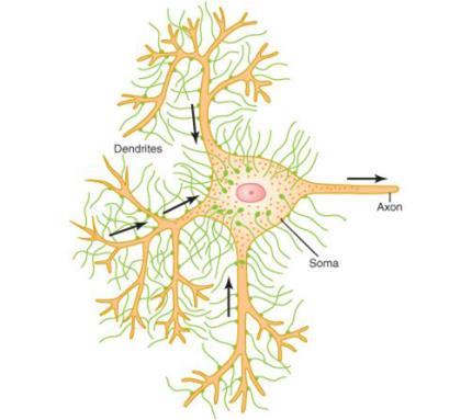 Anatomy of a Chemical Synapse Soma - Main body of a neuron Axon - Extensions from the soma into a