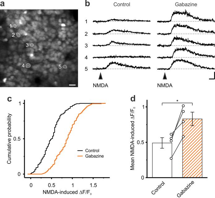 Supplementary Figure 9. GABA A R inhibition enhances NMDA-induced somatic Ca 2+ transients in the upper cortical plate at P3 4 in vivo.