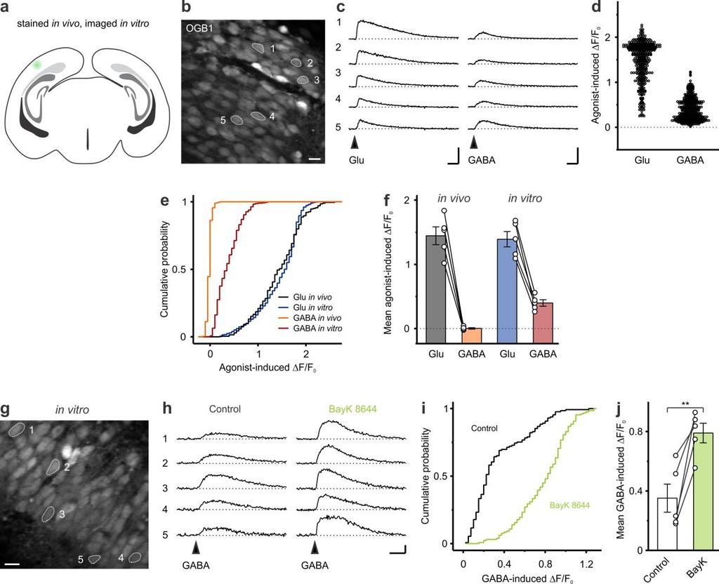 Supplementary Figure 3. GABA induces somatic Ca 2+ transients in cortical plate cells at P3 4 in vitro. (a f) Loading with the Ca 2+ indicator OGB1 was performed in vivo only.