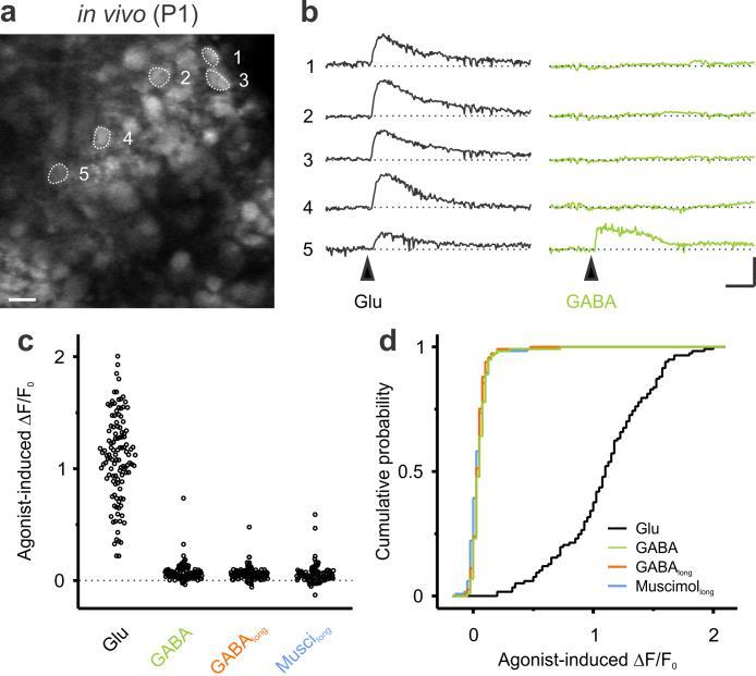 Supplementary Figure 4. Two-photon Ca 2+ imaging in CP neurons at P1 in vivo. (a) Twophoton fluorescence image of OGB1-stained CP cells at P1. Scale bar, 10 µm.