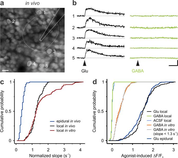 Supplementary Figure 6. Local GABA application within the cortical plate fails to elicit somatic Ca 2+ transients at P3 4 in vivo. (a) Two-photon fluorescence image of OGB1- stained CP cells in vivo.