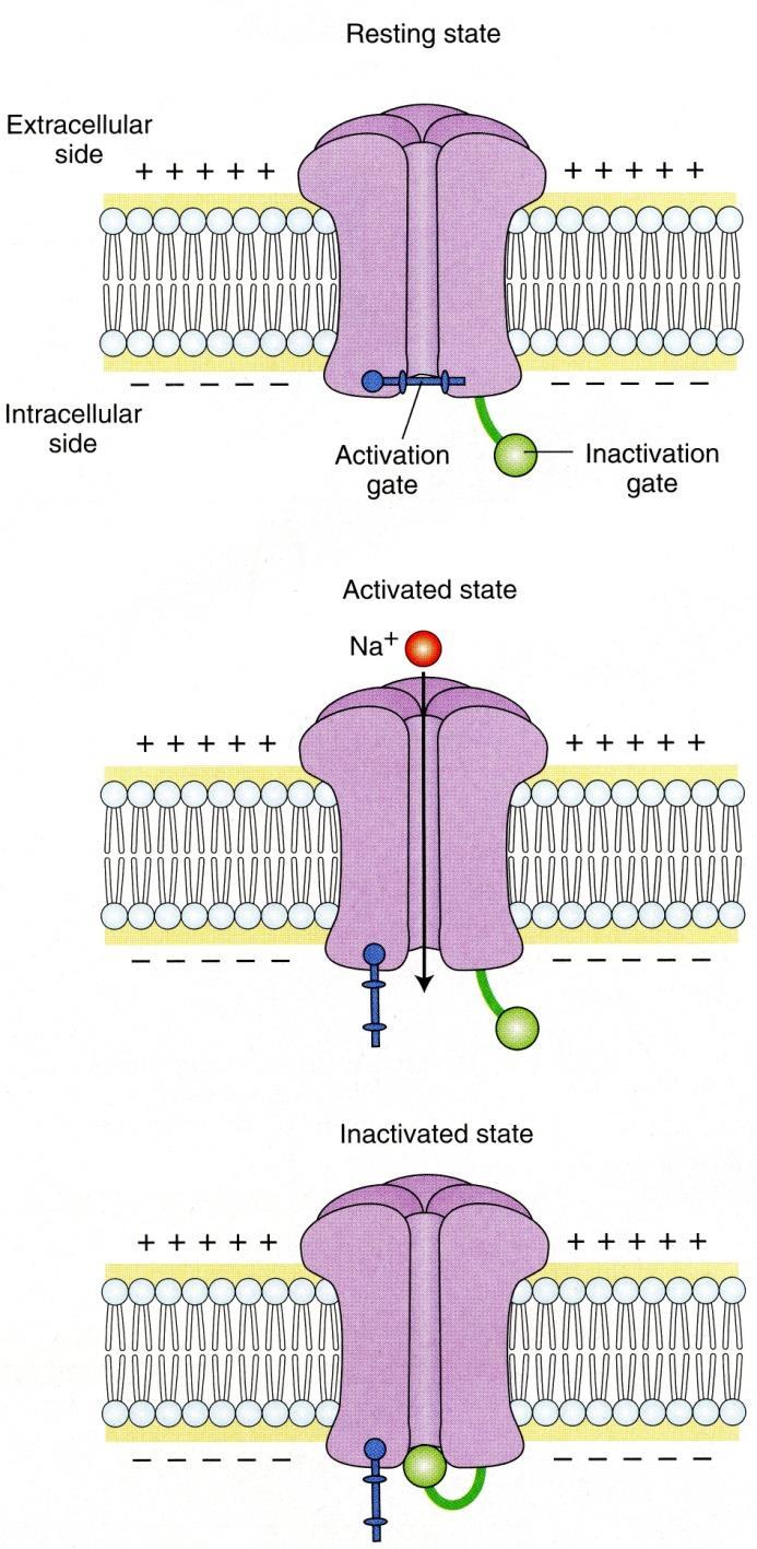 Action Potentials in the Axon After opening, voltage-gated Na + channels have a brief period in which they are blocked and cannot be activated.