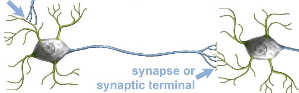 synapse, it initiates release of