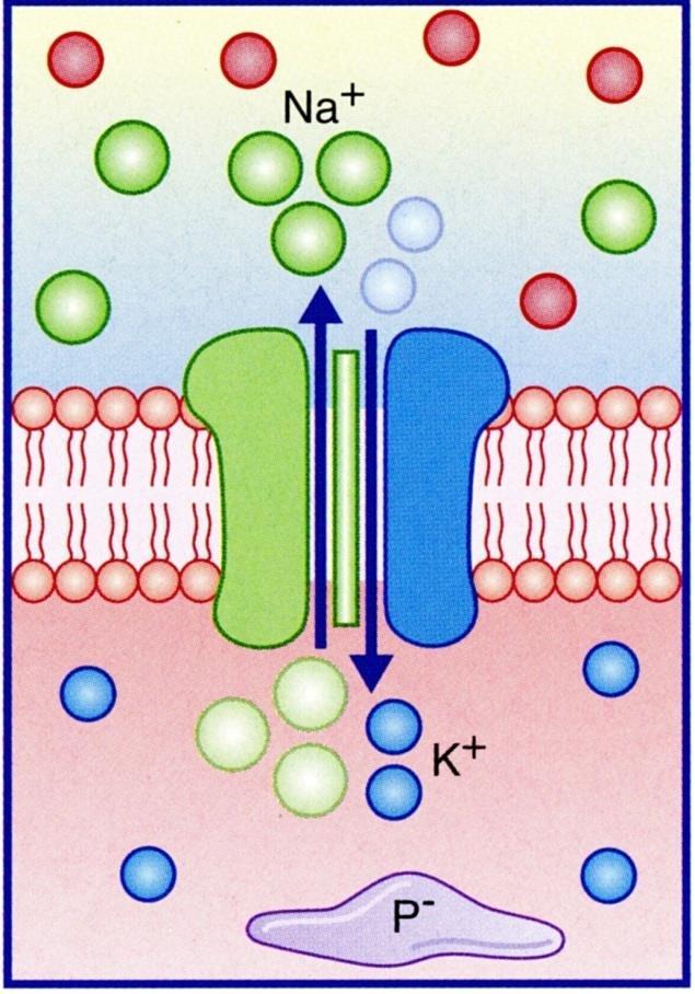 Resting Membrane Potential A neuron at rest, that is a neuron receiving no synaptic input, maintains a higher concentration of K + and a lower
