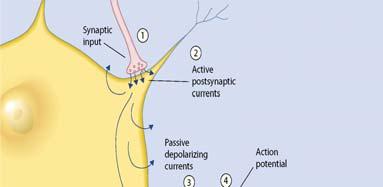 Signaling between Neurons Overview of signaling between neurons 1 Synaptic inputs 2 Synaptic inputs make postsynaptic current.