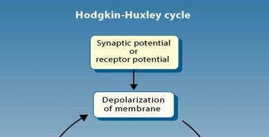 Active Electrical Properties of Neurons (4/5) The Hodgkin-Huxley cycle Voltage-gated ion channels open and close according to the membrane potential. Rapid and selfreinforcing cycle Fig. 2.