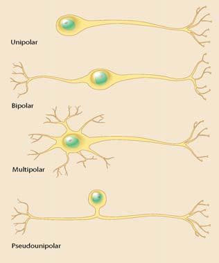 The Structure of Neurons (3/5) Neuron: take in information, make a decision by a rule, and pass it to other neurons Cell body (soma): the metabolic center of a neuron Dendrites and axon: extended