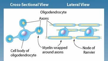 The Role of Glial Cells Form myelin sheaths, a fatty substance surrounding axons of neurons Remove waste