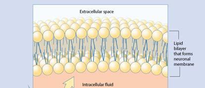 Properties of the neuronal membrane and membrane potential Neuronal membrane: