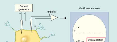Electrical Conduction in Neurons (1/2) Events occurred immediately after action potentials reach the presynaptic axon terminal 1 Releases neurotransmitter 2 Changes in ionic currents in membrane of