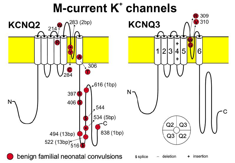 Single point mutations in Kv7/Mchannels are