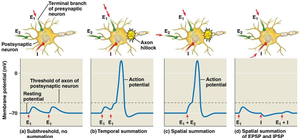 Summation of Action Potentials Temporal Summation- two EPSP s occur at a single synapse in rapid succession- in this case the EPSP s add