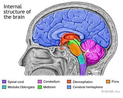 Organization of Human Brain Diencephalon Thalamus Hypothalamus Pineal Gland Pituitary
