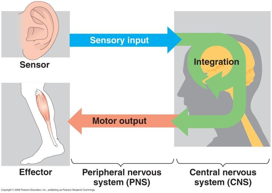 Types of Neurons Sensory Neurons- transmit information from the senses to processing centers in the brain or ganglia.