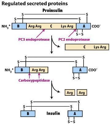 of proproteins in the
