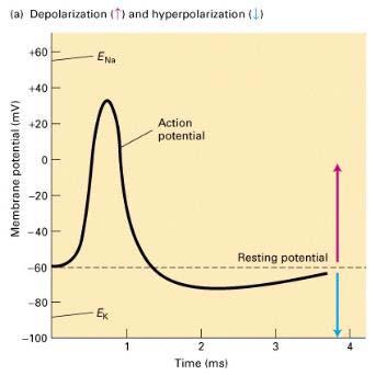 6 Depolarization of the plasma