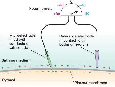 Action potential Experimental Figure 11.