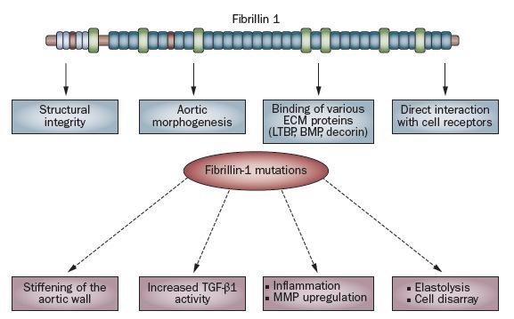 1). Mutant Fibrillin 1 in the Regulation of Aorta