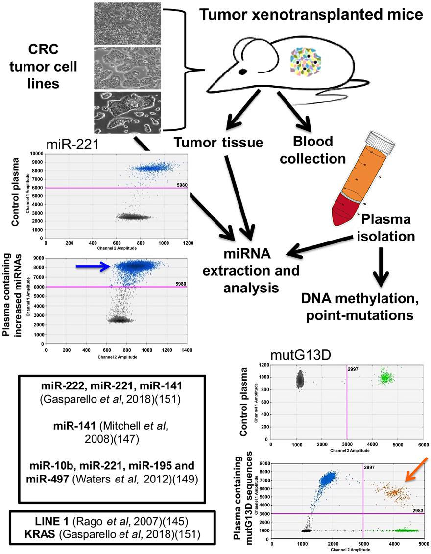 1410 FINOTTI et al: PCR-FREE ULTRASENSITIVE DETECTION SYSTEMS FOR LIQUID BIOPSY Figure 2. Study workflow on an in vivo model system to validate liquid biopsy protocols.