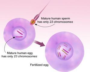 The embryo is implanted into the mother s uterus at about the 8 cell stage.