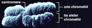 Of the 23 pairs, one pair are the sex chromosomes which consist of two X chromosomes if the person is female or an X and a Y chromosome if the person is male The remaining 22 pairs of chromosomes are
