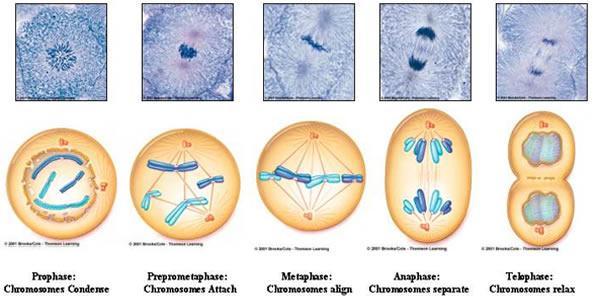 Cell Division in Somatic cells Cell division includes two overlapping processes mitoses and cytokinesis.