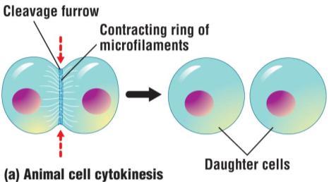 Centrioles move toward opposite ends of the cell Centrioles produce spindle fibers (microtubules), which extend and attach to the centromeres of each chromosome.