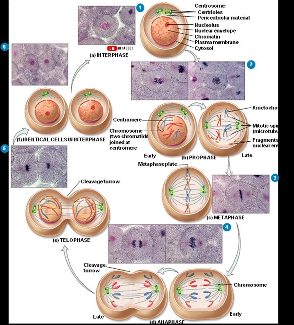 4 Cytokinesis Cytokinesis (cleavage) is the division of the cytoplasm. Typically begins during telophase.