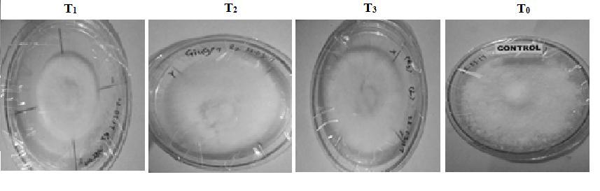 S/N. Table.3 Mycelial growth (mm) of Fusarium oxysporum f. sp. lycopersici as affected by Trichoderma harzianum (dual culture technique) Treatments Radial growth (mm) of Fusarium oxysporum f. sp. lycopersici 24 hrs 48 hrs 72 hrs 96 hrs 120 hrs 144 hrs T 1 Trichoderma harzianum 6.