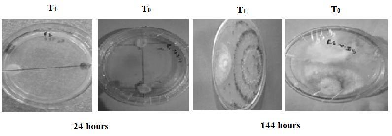 07 Plate.1 Growth of Fusarium oxysporumin food poison technique at 144 hours Plate.2 Evaluation of the antagonistic activity of T. harzianum on F.