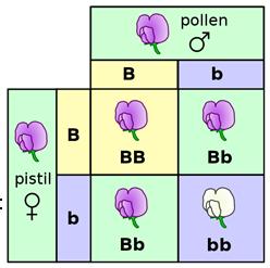 Probability and Punnett Squares Punnett Squares A diagram that shows gene combinations that might result from a particular cross Organisms that have two identical alleles for a trait are said to be