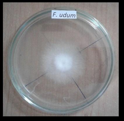 The volatile compounds from viride suppressed the mycelial Fusarium udum by 43.13% and found effective when compared to others (Table 2 and Plate 3).
