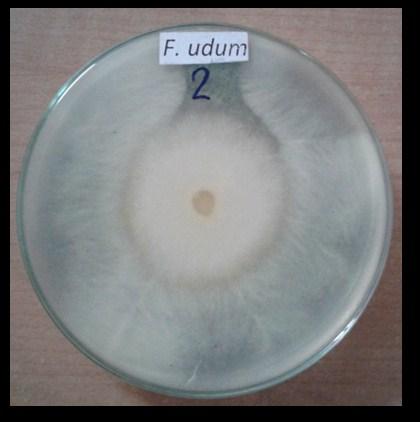 It was observed that the non volatile compounds from virens completely inhibited the radial mycelial Fusarium udum at a concentration of 15% as compared to